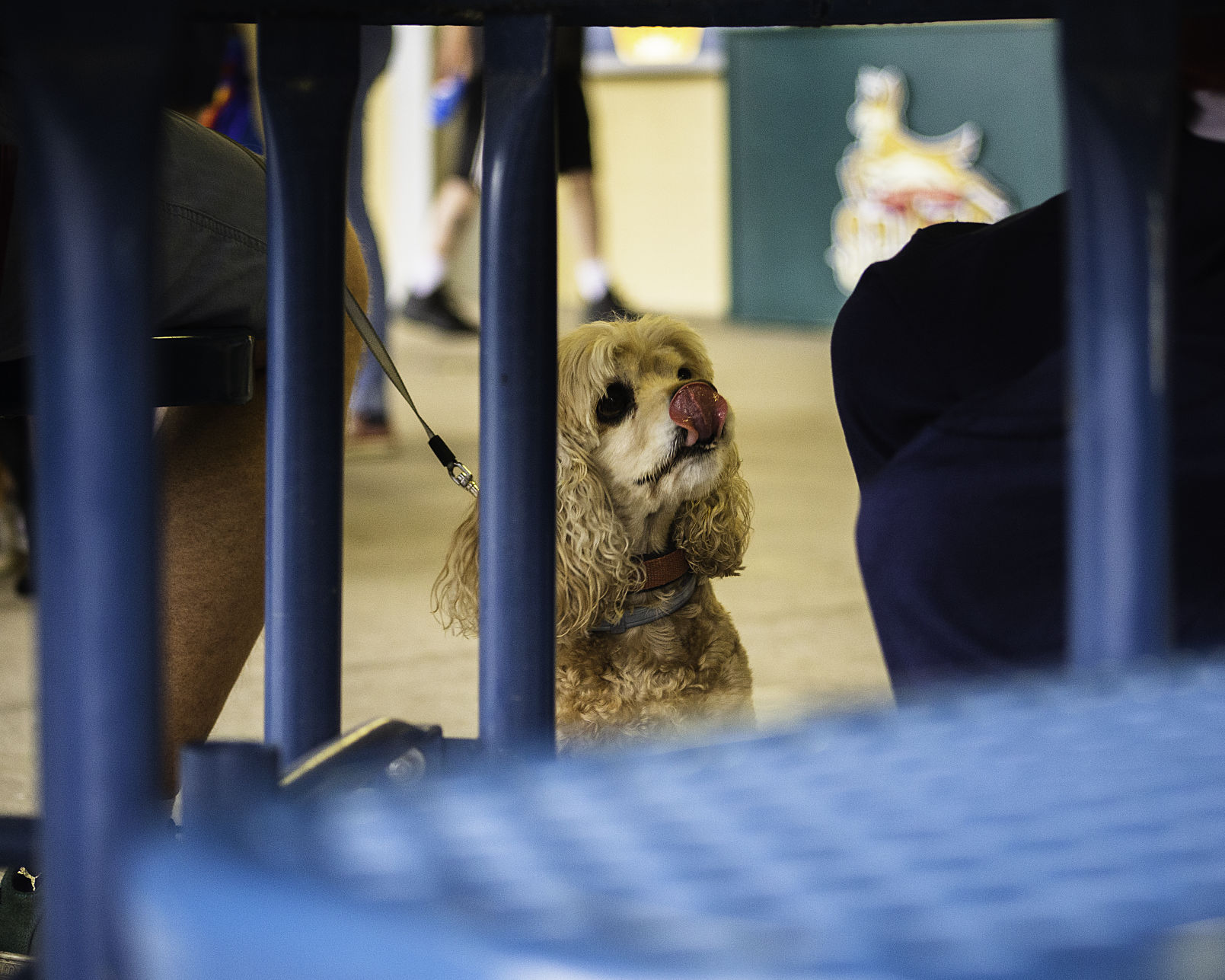 Bark in the Park